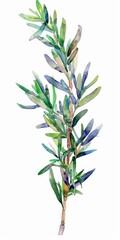 Naklejka premium Watercolor Rosemary Twig Illustration on Isolated Green Background. Symbol of Nature's Medicine