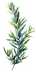 Obraz premium Watercolor Rosemary Twig Illustration. Isolated Green Leafy Branch of Rosemary Plant 