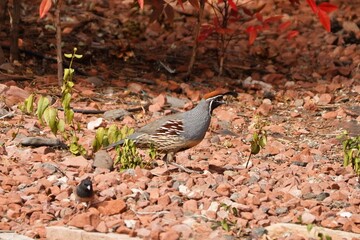 Gambel's quail is a small ground-dwelling bird in the New World quail family.
