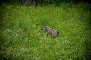 Italian wolf in the Maritime Alps Park, Wildlife center Uomini e lupi of Entracque, Maritime Alps Park, Piedmont, Cuneo, Italy 