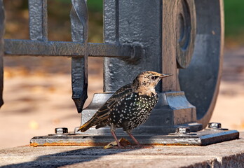 Russia, Moscow. A lone spotted starling on the granite cladding of the fence in the Tsaritsyno City...
