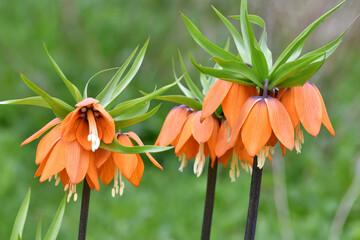 Fritillaria Imperialis rubra Maxima - bulbous flower blooming in early spring
