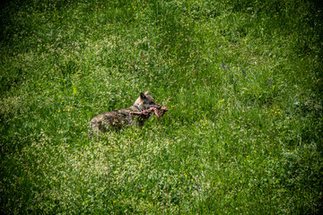 Italian wolf in the Maritime Alps Park. Wildlife center Uomini e lupi of Entracque, Maritime Alps Park, Piedmont, Cuneo, Italy 