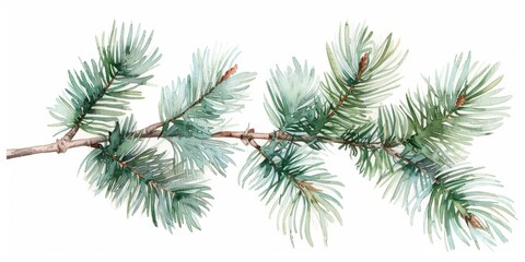 Spruce Branches on White Background Generative AI