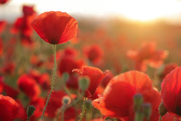 Summertime, wildflowers concept. Poppy field in sunrise or sunset light. Selective focus.