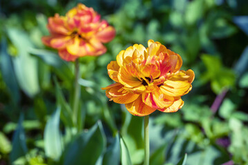 Red yellow terry tulip in the spring garden.