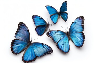 Close-up view of three vibrant blue butterflies with intricate color gradients on a clean white background