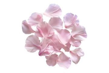 Elegant pink flower petals isolated on transparent background.