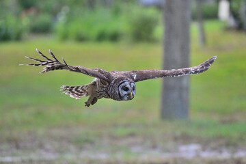 owl in flight