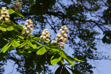 Flowering horse-chestnut, conker tree (Aesculus hippocastanum). Soapberry family (Sapindaceae). Dark foliage in the background. Spring, Netherlands