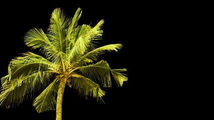 Radiant palm tree on pure black background evokes exotic travel destinations, ideal for marketing...
