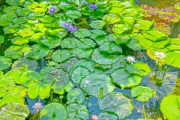 Lush water lilies thrive in vibrant pond, symbolizing tranquility and natural beauty, perfect for audiences appreciating serene, eco-friendly visual themes. Nature background