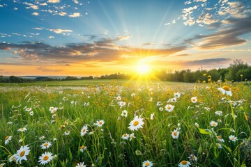 The sun sets over a field filled with daisies, creating a warm glow on the wildflowers
