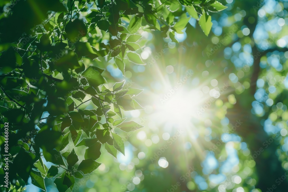 Poster sunlight shines through lush tree leaves in a forest, creating a beautiful natural pattern