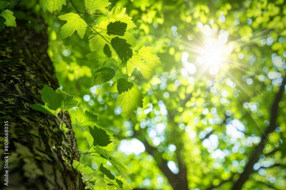 Poster sunlight filters through lush green leaves of a tree in a forest setting