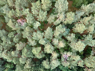 Aerial top down of monoculture trees in Grunewald forest on a sunny summer day in Berlin