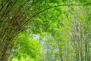 Bamboo forest. Arching bamboo branches create lush, natural tunnel, resonating with eco-conscious...