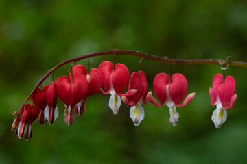 Closeup of beautiful, vibrant Valentine Red Bleeding Hearts in springtime
