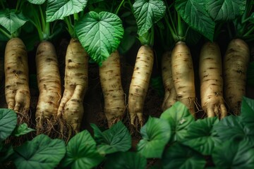 Ginseng roots and leaves, known for their energy-boosting and adaptogenic properties. Panax ginseng.