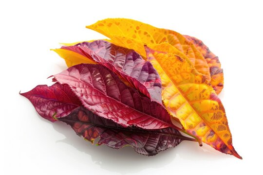 Crotons Isolated on White Background. Savory Snack Food for All Occasions