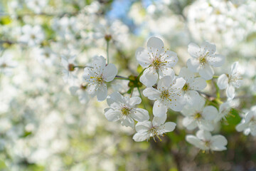 Cherry blossoms in spring. Natural floral background.