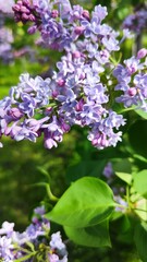 Naklejka premium flowers
