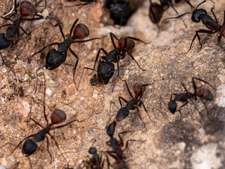Macro of Ants in the anthill at work