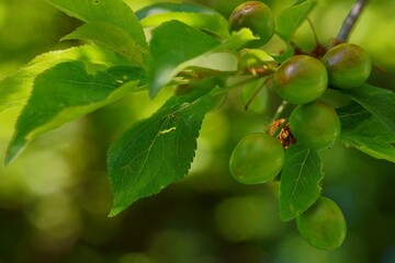 Close-up photography of a cherry plum branch with fruits; Prunus cerasifera