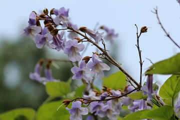 Paulownia tomentosa flowers on branches in spring on a blurred background
