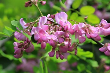 Pink Robinia hispida flowers on a blurred background
