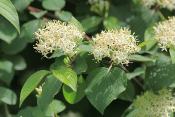 White Cornus sanguinea flowers on branches in close-up on a blurred background
