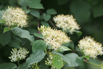White Cornus sanguinea flowers on branches in close-up on a blurred background
