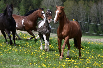 Fototapeta premium Alt und jung. Sehr altes geschecktes Pferd mit anderen auf der Weide