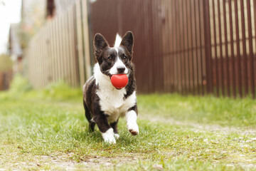 Dog. Welsh corgi Pembroke. Cute purebred dog with a toy. Dog walking