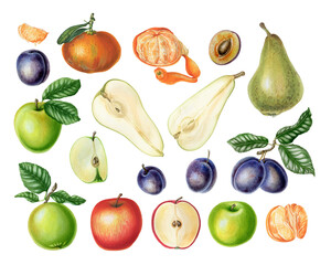 Set of hand-drawn watercolor illustrations of fruits on a white background. Pears, plums, green and red apples, mandarines for handmade and creative projects, scrapbooking. 