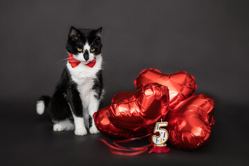 black and white cat with red bow on neck sitting near red inflatable layers on black background...