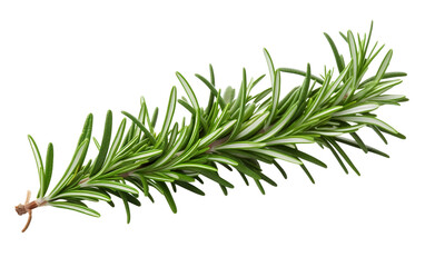 Culinary Rosemary Plant Isolated On Transparent Background PNG.