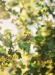 Фотография майского жука на цветущем кусте. 