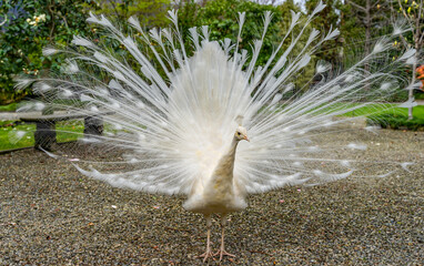 closeup of rare white peacock showing wheel-shaped tail