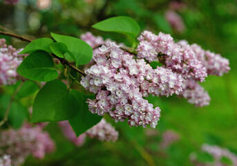 Fototapeta premium The pink terry lilac blooms in spring