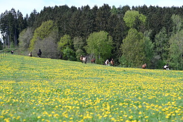Wilde Herde. Buntgemischte Pferdeherde galoppiert über eine gelb blühende Wiese
