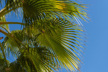 close-up dense leaves tropical leaf African Sabal fan palm tree swaying in wind, summer background,...