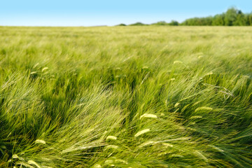 Fototapeta premium green fresh spring grass, weather, Wind Gusts, natural blurred background, summertime season, environmentally friendly plants, agricultural land