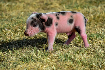 Piglet newborn baby, in farm landscape.