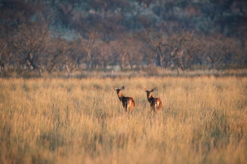 Red deer in Calden Forest environment, La Pampa, Argentina, Parque Luro, Nature Reserve