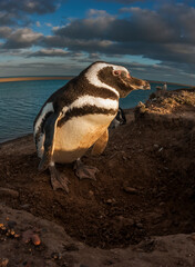 Magellanic penguin, Caleta Valdez, peninsula Valdes, Chubut Province, Patagonia Argentina