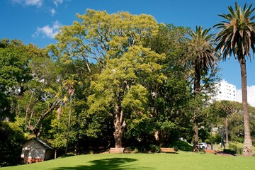 trees and Palms in the park