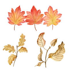 Watercolor autumn leaves isolated on transparent background generative ai