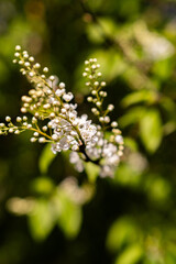 close up of a flower of a tree