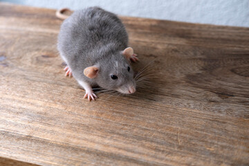 close up portrait of Funny and Cute beautiful gray decorative domestic Fancy rat, Rattus norvegicus...